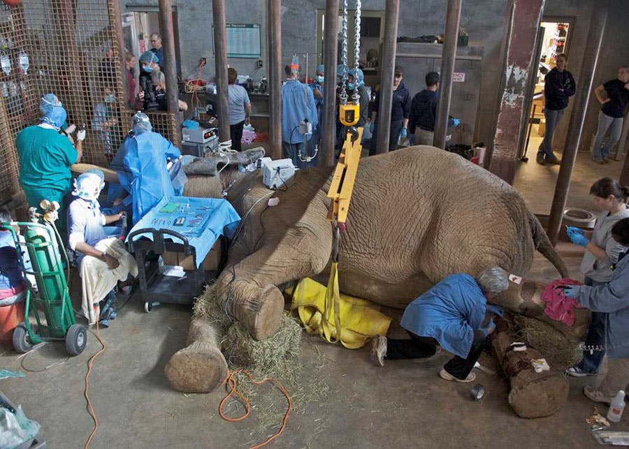 R&M Loadmate Lifts 13,000-pound Elephant