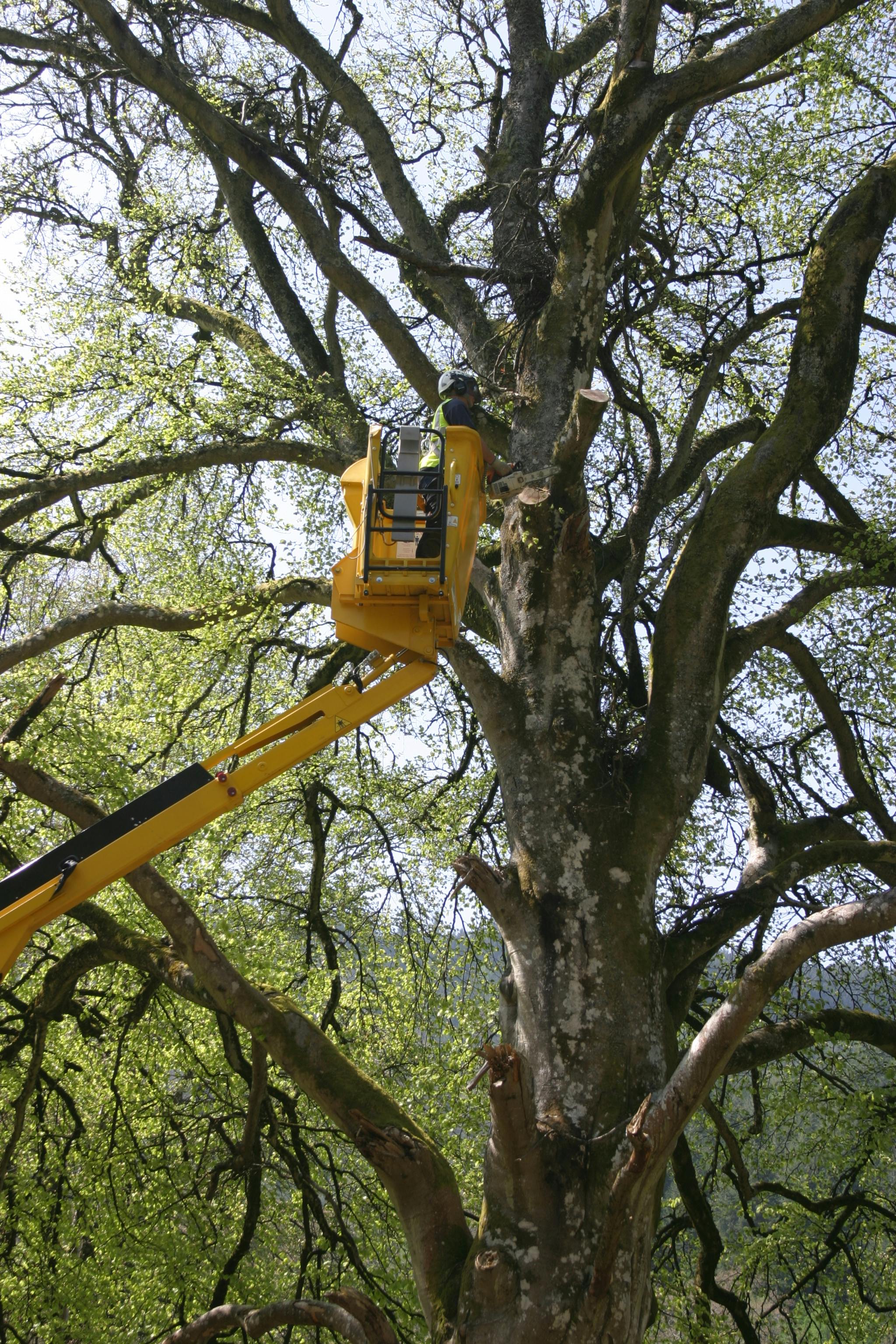 IPAF Offers Tips for Safe Use of AWPs in Tree Care | Construction News