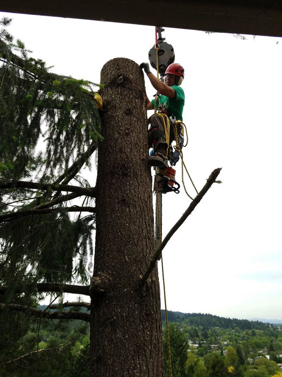 Wireless Load Cell Improves Tree Cutting | Construction News